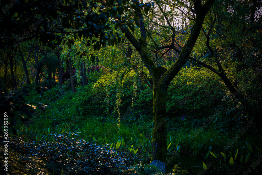 Natural scenery photographed in the park Natural scenery photographed in the park