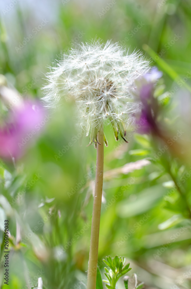 Fototapeta premium タンポポパラシュート部隊