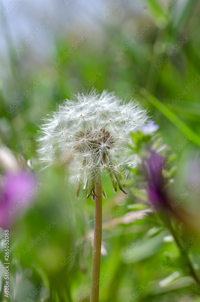 Fototapeta premium タンポポパラシュート部隊