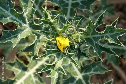 Argemone mexicana (Mexican poppy, Mexican prickly poppy, flowering thistle, cardo or cardosanto) photo