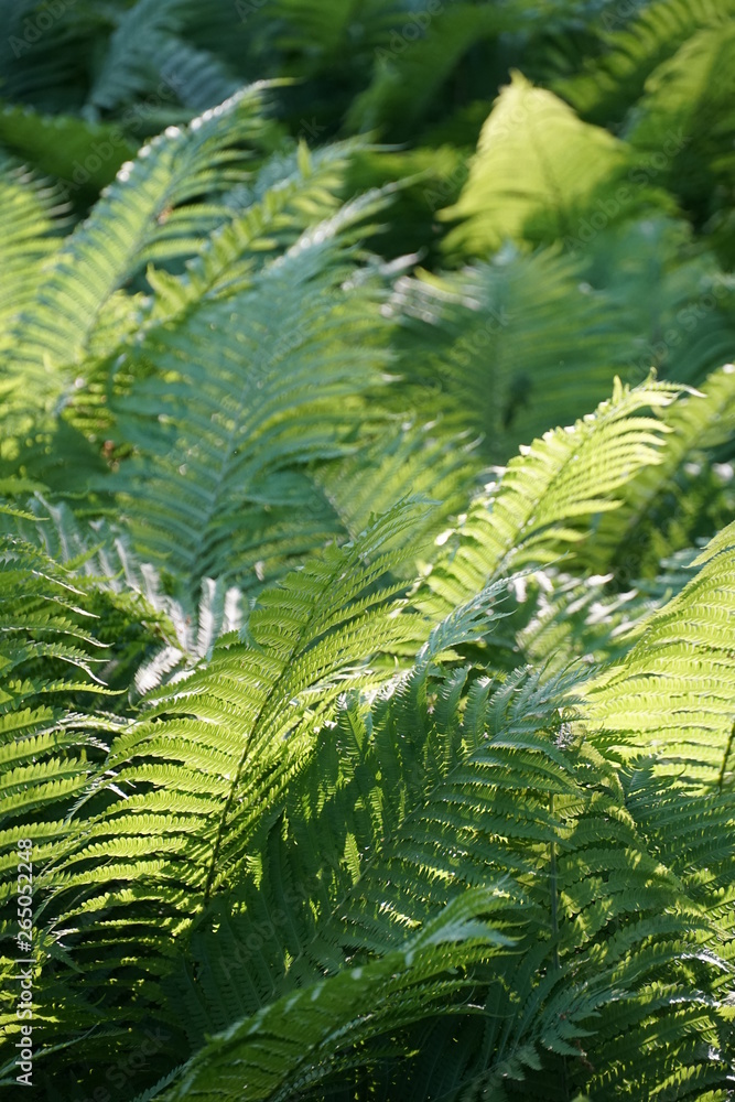 Cluster of fern leaves in dappled sunlight Cluster of fern leaves in dappled sunlight