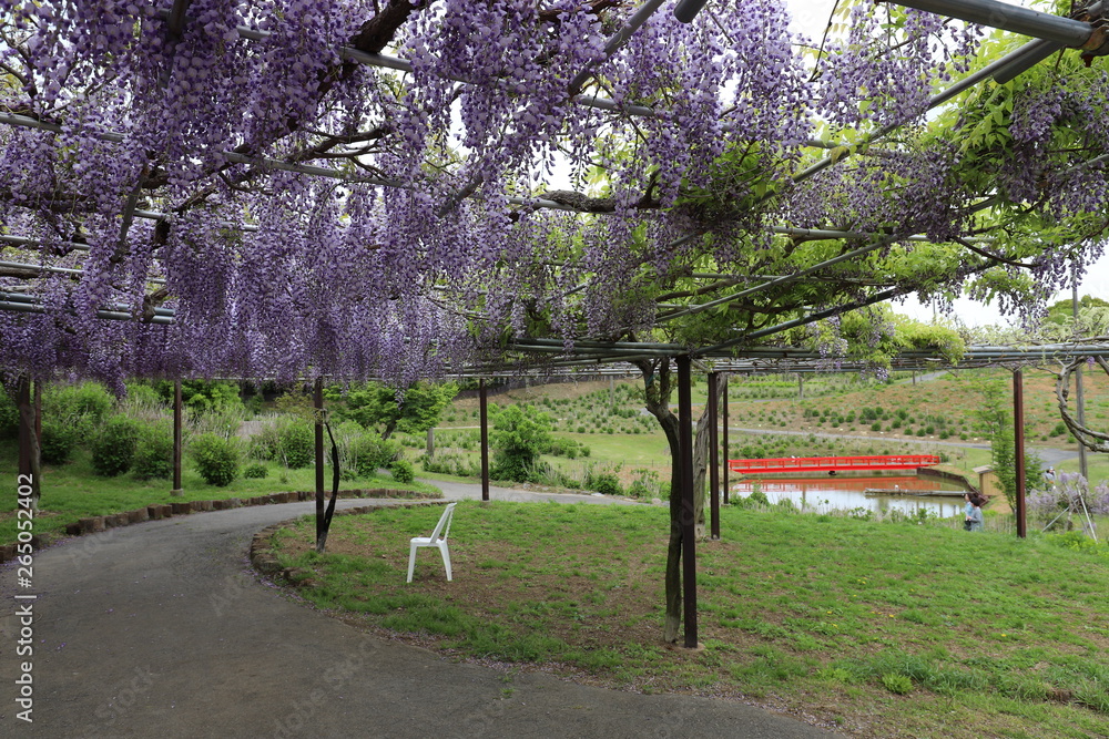 Obraz premium かざはやの里 藤まつり