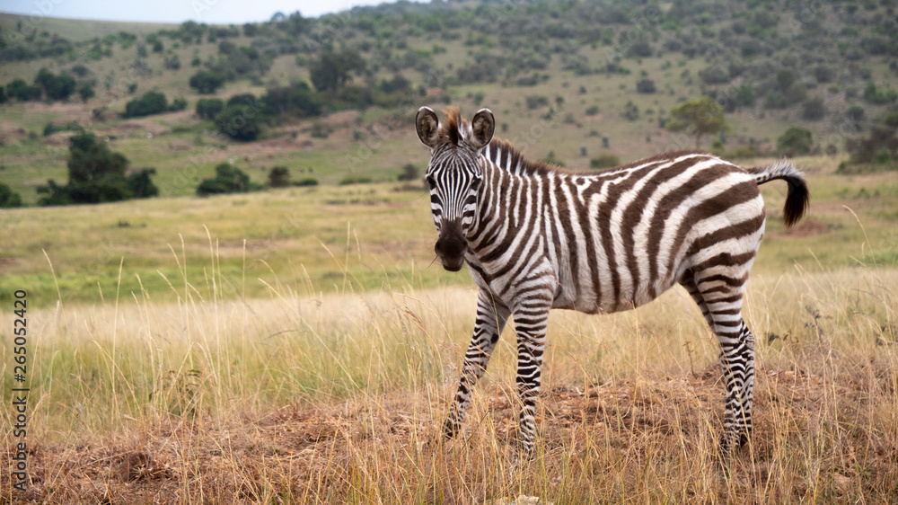 Naklejka premium Zebra Looking at Camera