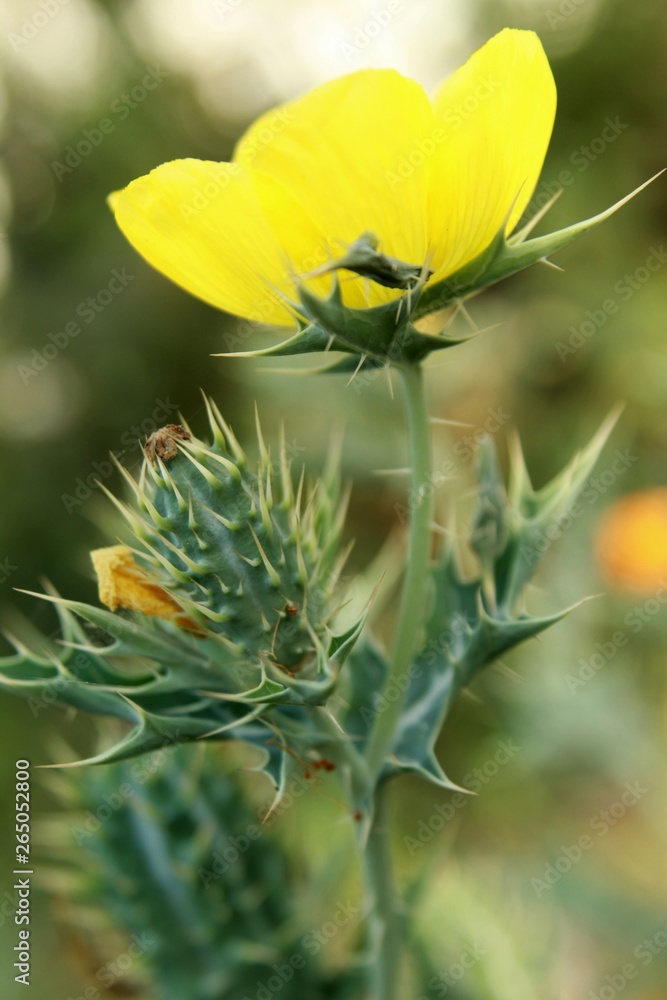 Argemone mexicana (Mexican poppy, Mexican prickly poppy, flowering thistle, cardo or cardosanto) Argemone mexicana (Mexican poppy, Mexican prickly poppy, flowering thistle, cardo or cardosanto)