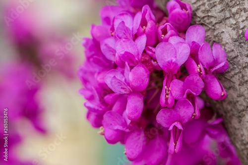 Fototapeta Naklejka Na Ścianę i Meble -  Purple bauhinia outdoors，Cercis chinensis，natural，outdoor,pink,