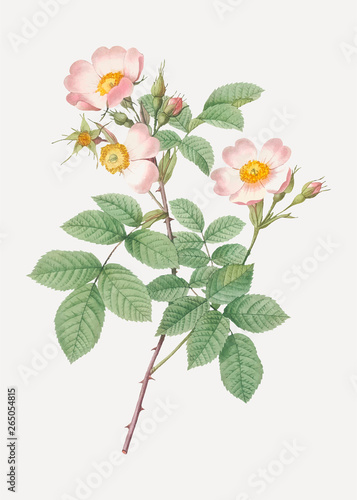 Beautiful field rose drawing