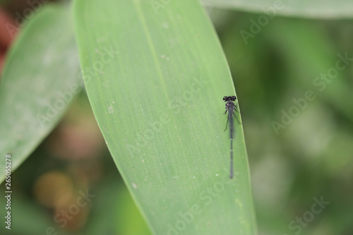 Dragonfly © ranjeet