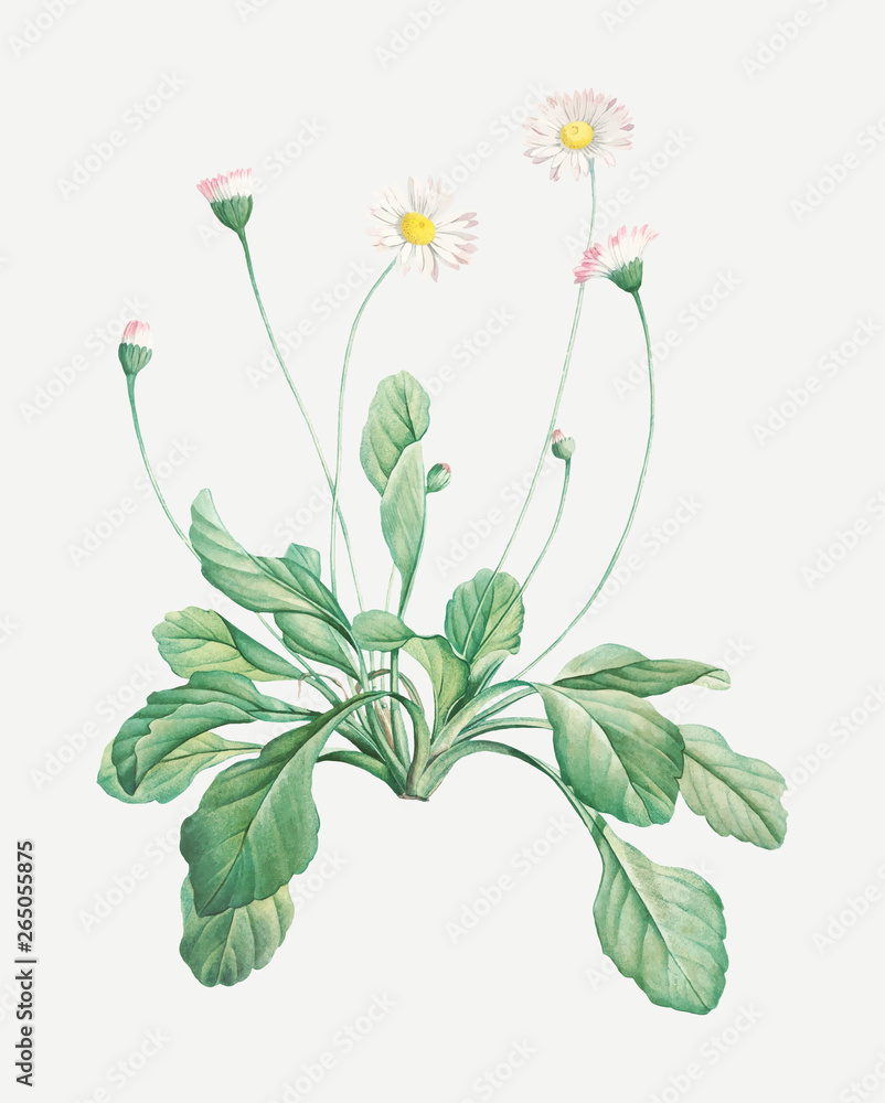 Naklejka premium Vintage blooming daisy flowers