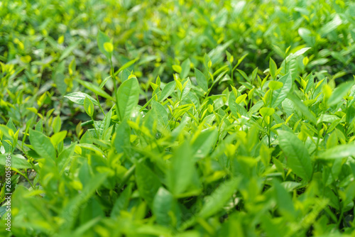 Fresh green tea leaves and buds in a tea plantation in morning © Hanoi Photography