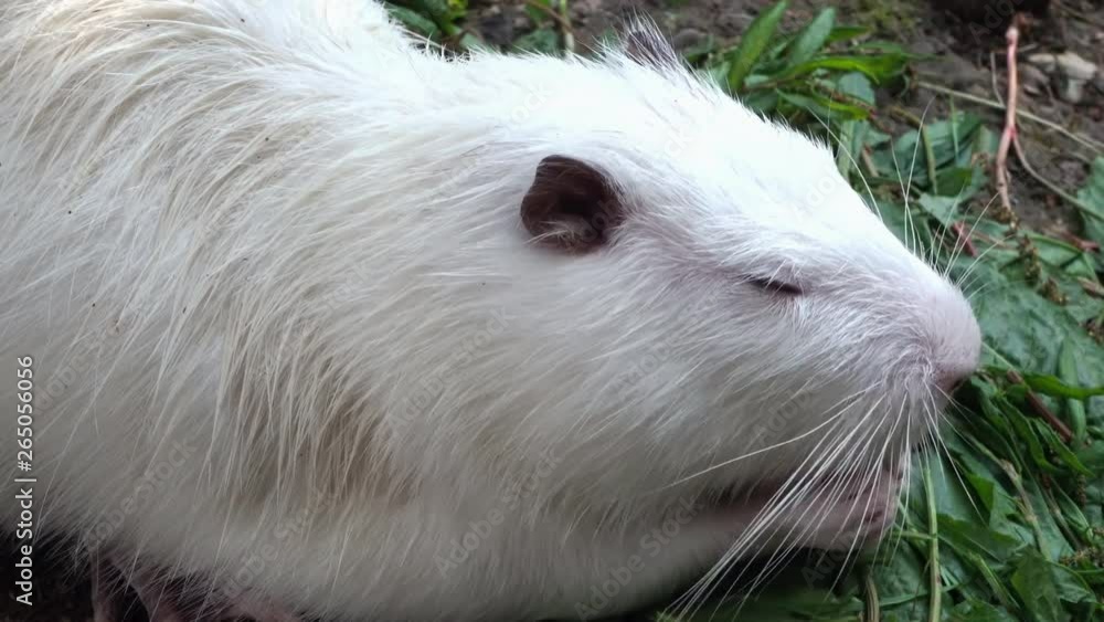 Nutria eats. White nutria loads fodder. Gruzun valuable fur Nutria eats. White nutria loads fodder. Gruzun valuable fur