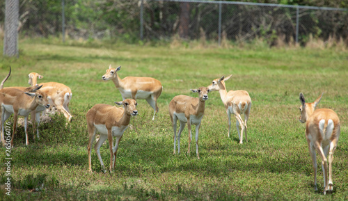 Group of gazelles in the park