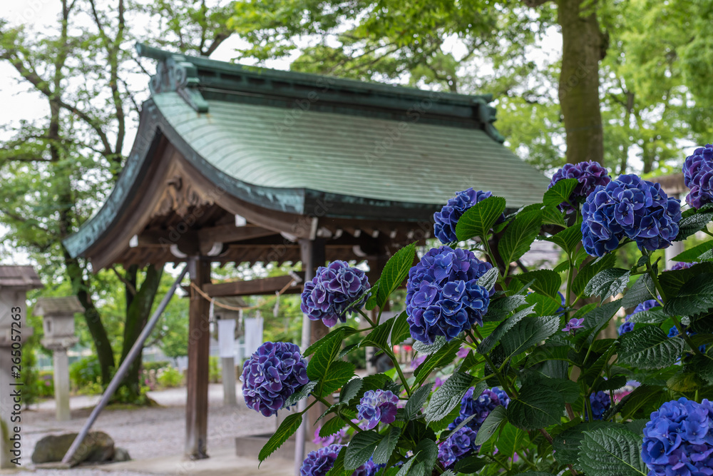 Violet hydrangeas in the japanese shrine. Aichi, Japan Violet hydrangeas in the japanese shrine. Aichi, Japan