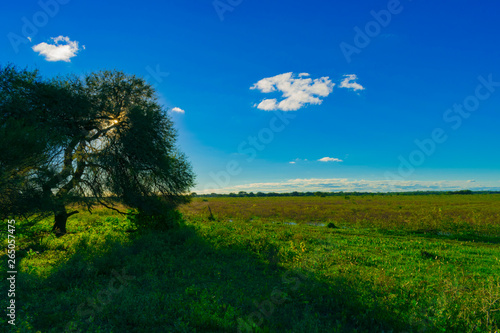   rbol Tapando el Sol