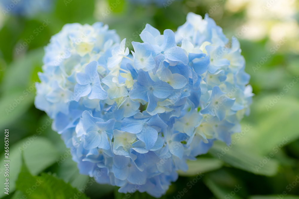 Heart shaped blue hydrangea background. It is bright blue and white color in early June. Heart shaped blue hydrangea background. It is bright blue and white color in early June.