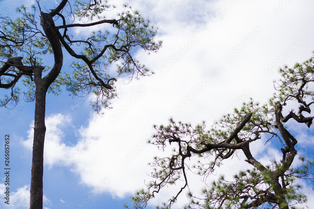 Fototapeta premium Pine tree with sky in forest. travel concept