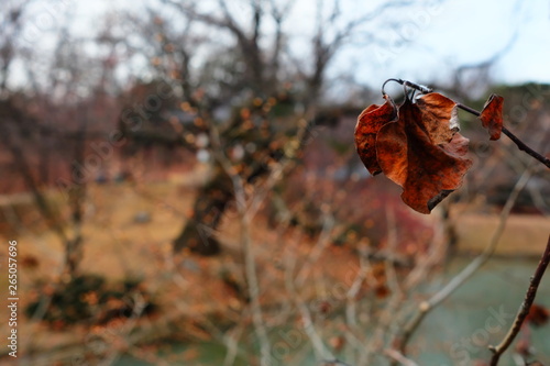Close up Dried Leaf in Winter.