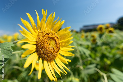 Beautiful close up sunflower and blue sky background. Japan