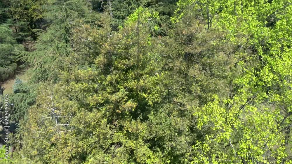 View of the forest aerial survey. Green forest shooting from drone. Fly over the forest. Fire situation in the forests View of the forest aerial survey. Green forest shooting from drone. Fly over the forest. Fire situation in the forests