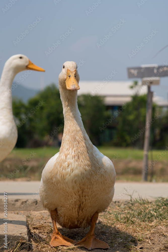 Obraz premium White duck in the farm.
