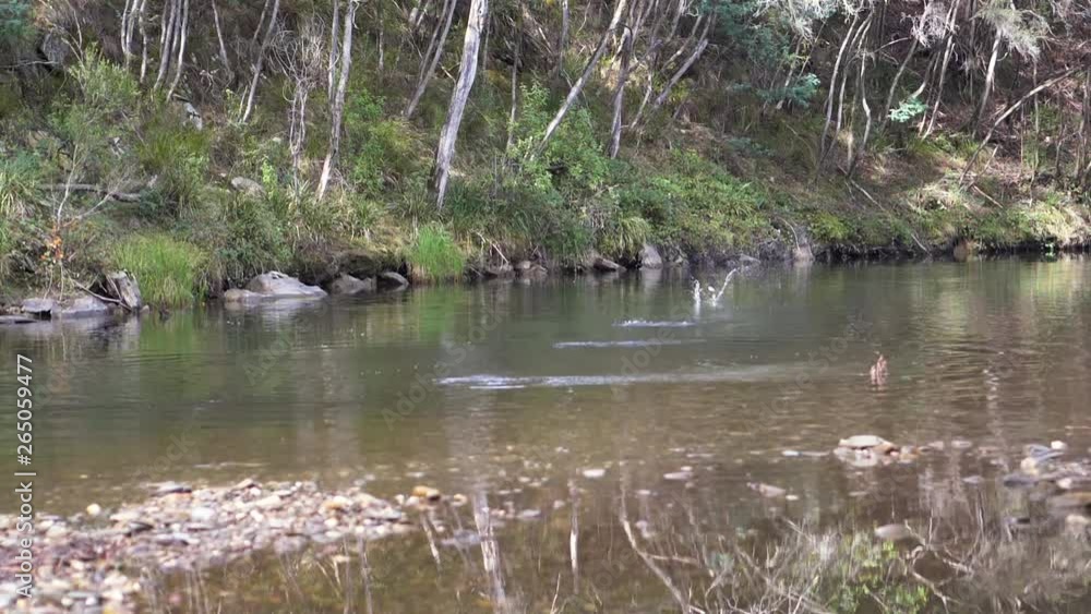 Skimming stone across a shallow river (slow motion) Skimming stone across a shallow river (slow motion)