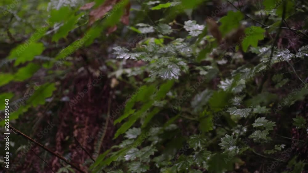 Raindrops hitting leaves slowmo Raindrops hitting leaves slowmo
