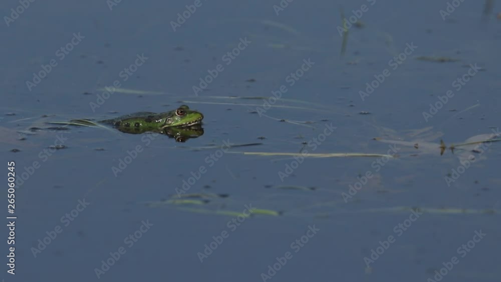 A beautiful Marsh Frog floating on the surface of a marshy pool in the UK. A beautiful Marsh Frog floating on the surface of a marshy pool in the UK.