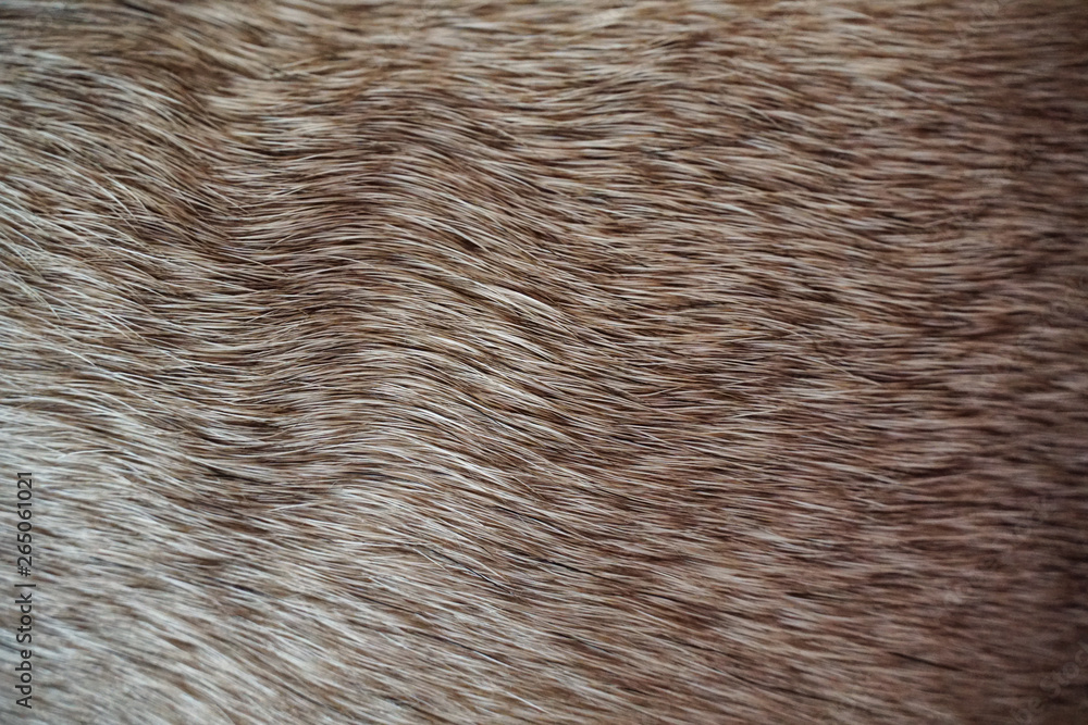 Closeup of Dog Fur (Pug)