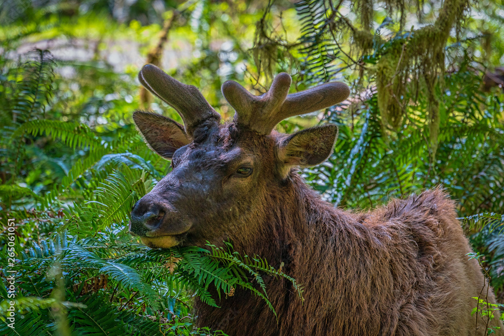 Fototapeta premium Elk In Rainforest