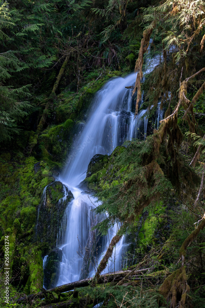 Fototapeta premium Waterfall In Forest