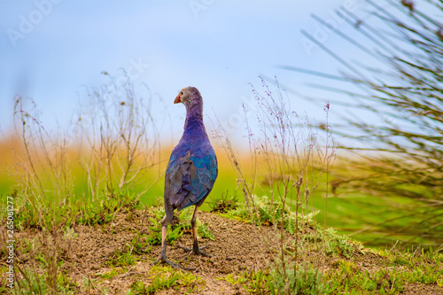 Blue bird. Purple Swamphen. Nature background. photo