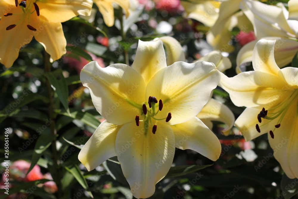 Lilies. The unusual coloring of elegant flowers fascinates. White and purple, colors of gold and morning dawn. Lilies. The unusual coloring of elegant flowers fascinates. White and purple, colors of gold and morning dawn.