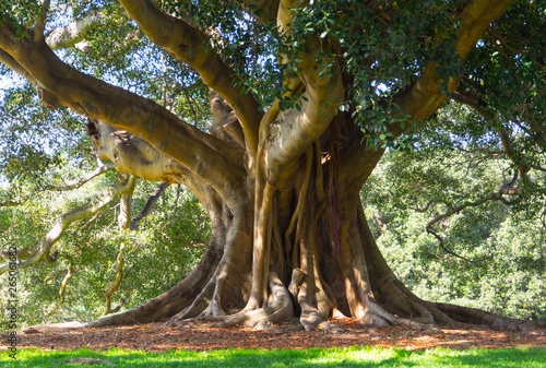 Принти на полотні The big tree of Ficus obliqua, commonly known as the small-leaved fig, is a tree in the family Moraceae, native to eastern Australia at a botanical garden