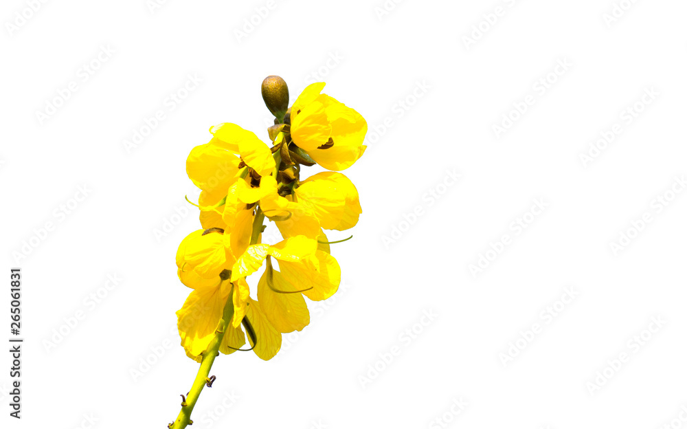 Yellow Senna didymobotrya flower is a species of flowering plant in the legume family known by the common names African senna, candelabra tree, and peanut butter cassia, Isolated on white background.