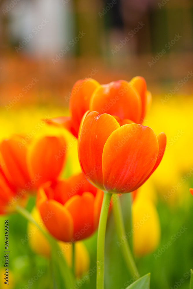tulips tulips