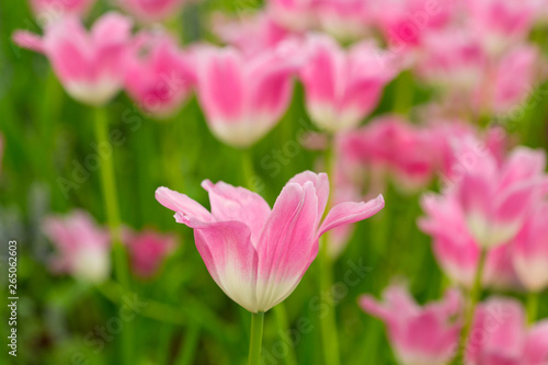tulips