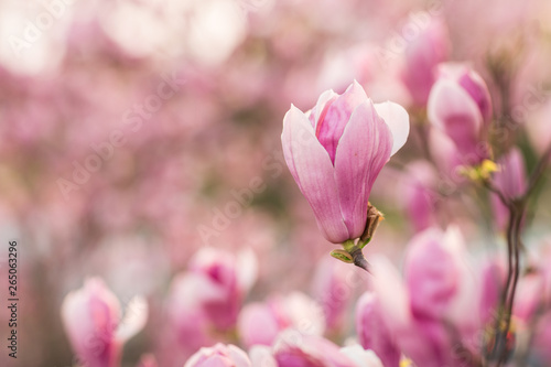 Blooming magnolia tree outdoor. Flowers pink color. Spring moments © Алина Бузунова