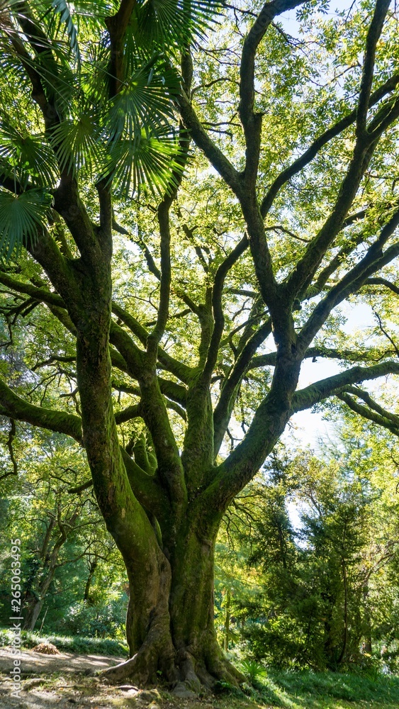 Huge ancient tree covered with moss in sunshine, Arboretum in Sukhum, Abkhazia. Huge ancient tree covered with moss in sunshine, Arboretum in Sukhum, Abkhazia.