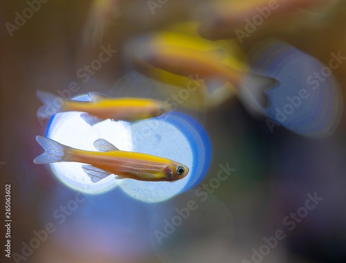 Close up small fishes motion in water. Soft of focus