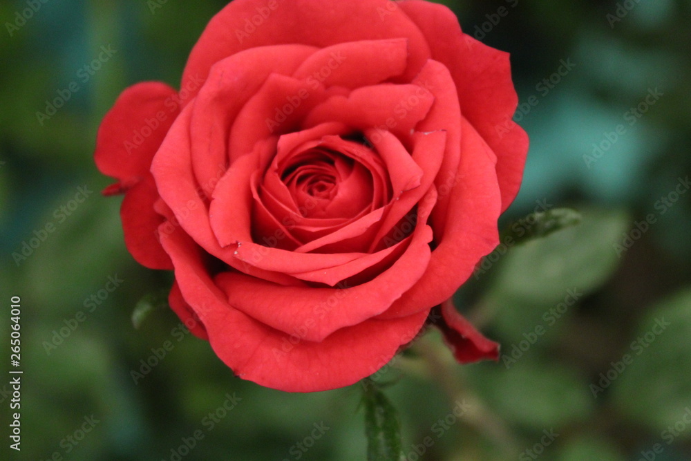 Rosa Vermelha Rosa Vermelha