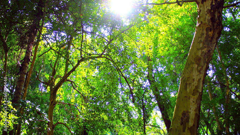 Fototapeta premium sun in the forest