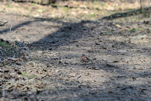 Wallpaper Mural Chaffinch walking on the ground in the spring forest Torontodigital.ca