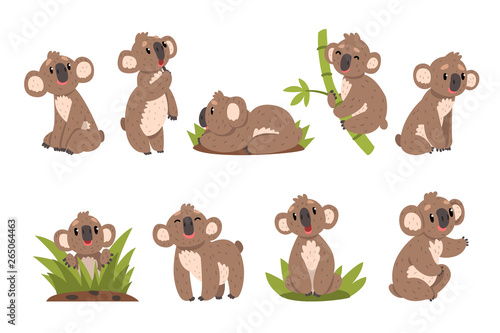 Koala bear set, Australian marsupial animal character in different situations vector Illustrations on a white background