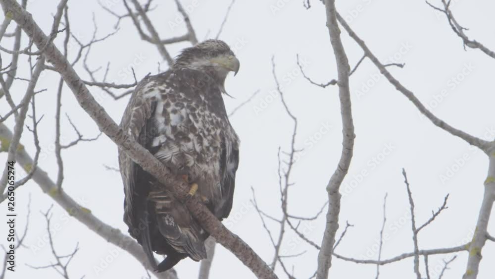 bald eagle juvenile looking around in epic slow motion snow storm bald eagle juvenile looking around in epic slow motion snow storm