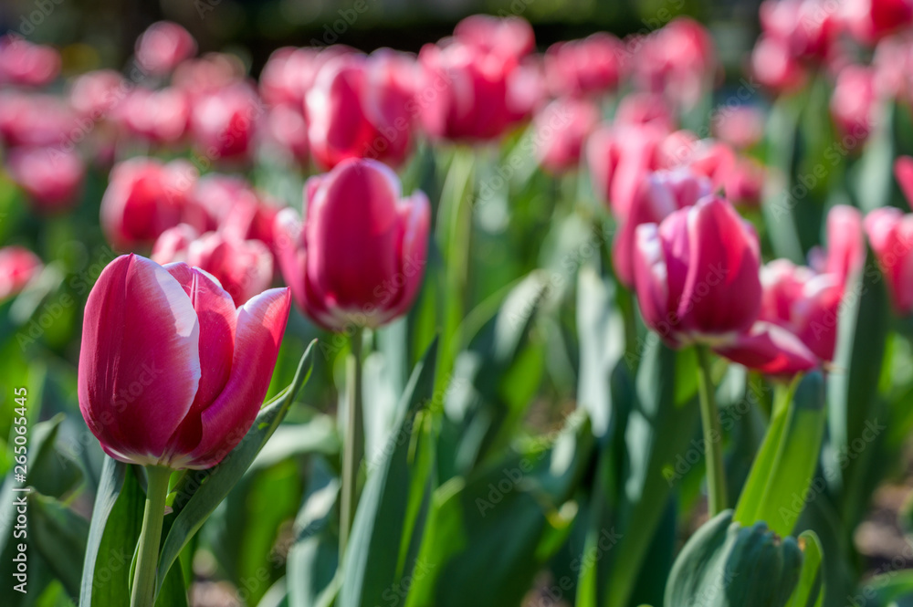 Fototapeta premium red tulips in the garden