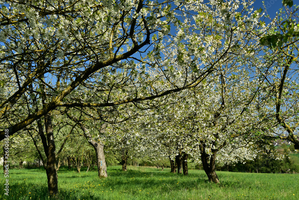 alte obstbäume in voller blüte auf einer streuobstwiese im frühling vor blauem himmel alte obstbäume in voller blüte auf einer streuobstwiese im frühling vor blauem himmel