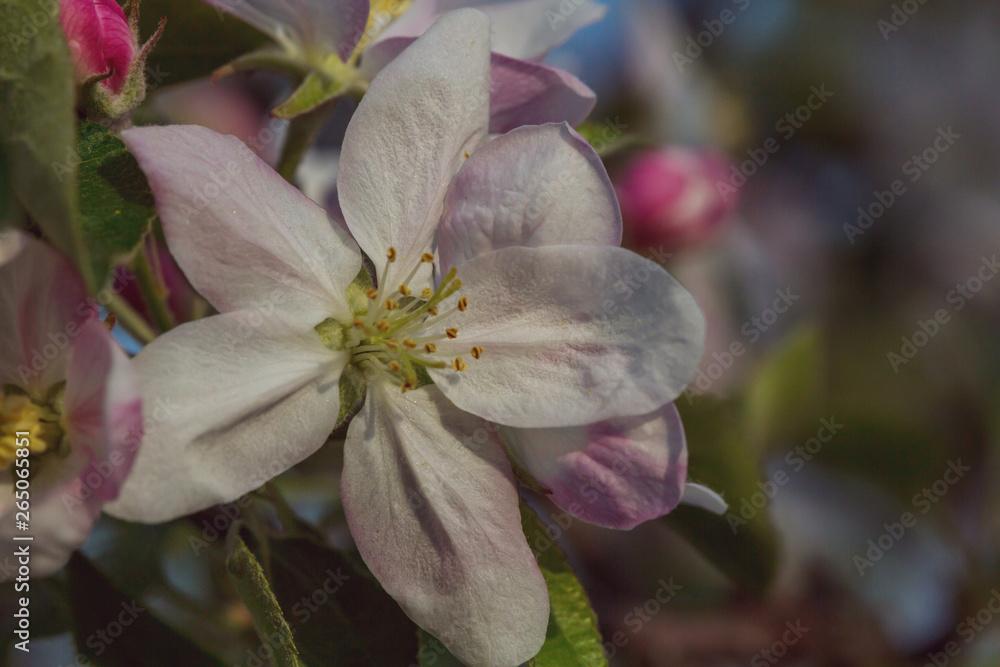 Obraz premium Blossom tree