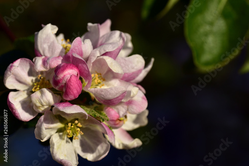 nahaufnahme einer rosa apfelblüte mit pollen und blütenstempel im frühling