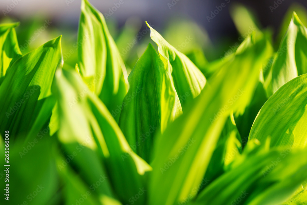 Obraz premium Green grass