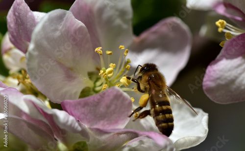 honigbiene sitzt an einer apfelblüte und saugt nektar im frühling © leopictures