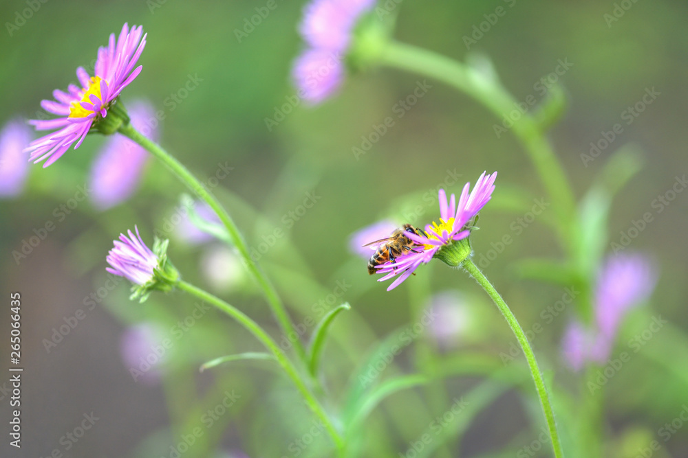 Bee on flower. Lots of purple wild flowers in the field. Horizontal photography Bee on flower. Lots of purple wild flowers in the field. Horizontal photography